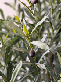 XL Olive Tree Centerpiece - Real - Trunk Artificial - Potted plant - 5516314535781 - Tumbleweed Plants - Online Plant Delivery Singapore