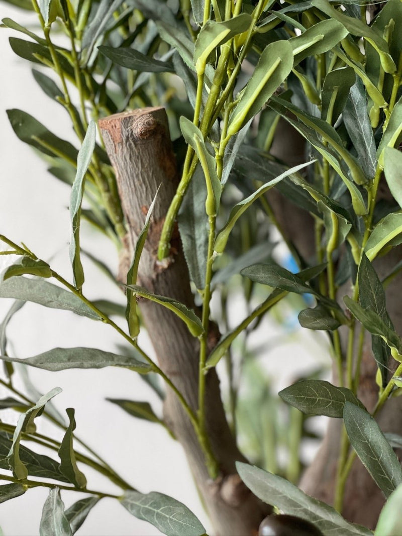 XL Olive Tree Centerpiece - Real - Trunk Artificial - Potted plant - 5516314535781 - Tumbleweed Plants - Online Plant Delivery Singapore