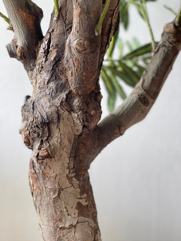 XL Olive Tree Centerpiece - Real - Trunk Artificial - Potted plant - 5516314535781 - Tumbleweed Plants - Online Plant Delivery Singapore