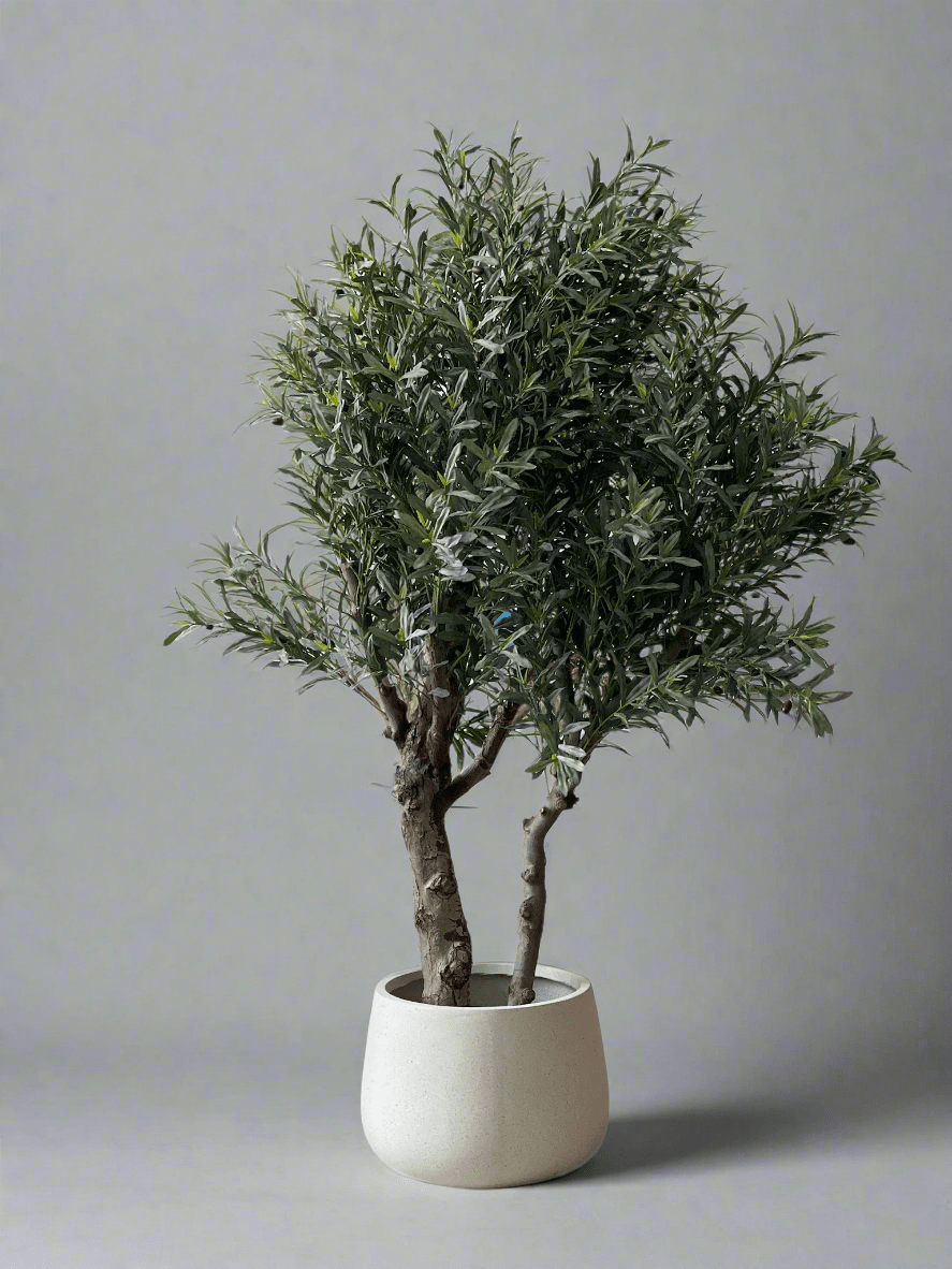 XL Olive Tree Centerpiece - Real - Trunk Artificial - Potted plant - 5516314535781 - Tumbleweed Plants - Online Plant Delivery Singapore