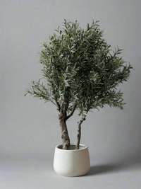XL Olive Tree Centerpiece - Real - Trunk Artificial - Potted plant - 5516314535781 - Tumbleweed Plants - Online Plant Delivery Singapore