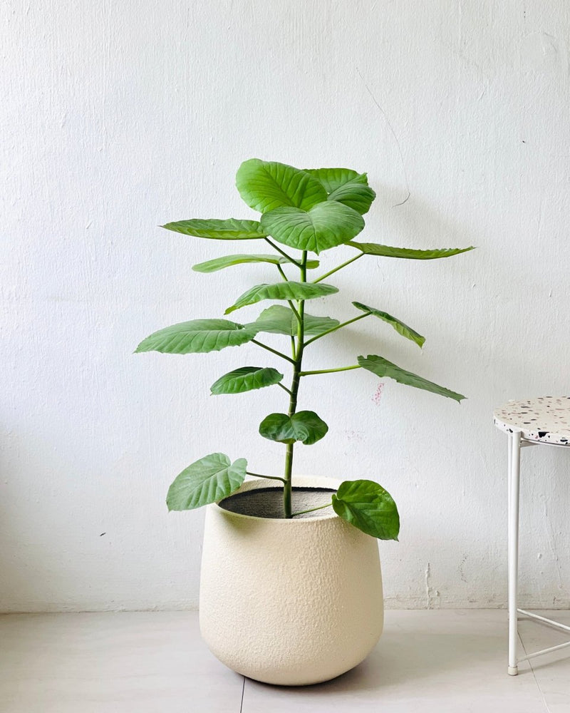 XL Quinn Tulip - cream - Pot - Tumbleweed Plants - Online Plant Delivery Singapore