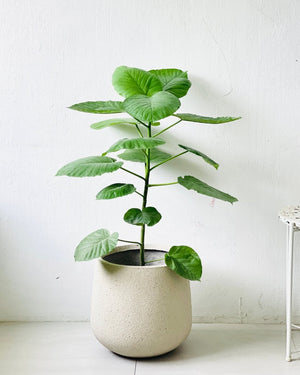 XL Quinn Tulip - cream - Pot - Tumbleweed Plants - Online Plant Delivery Singapore
