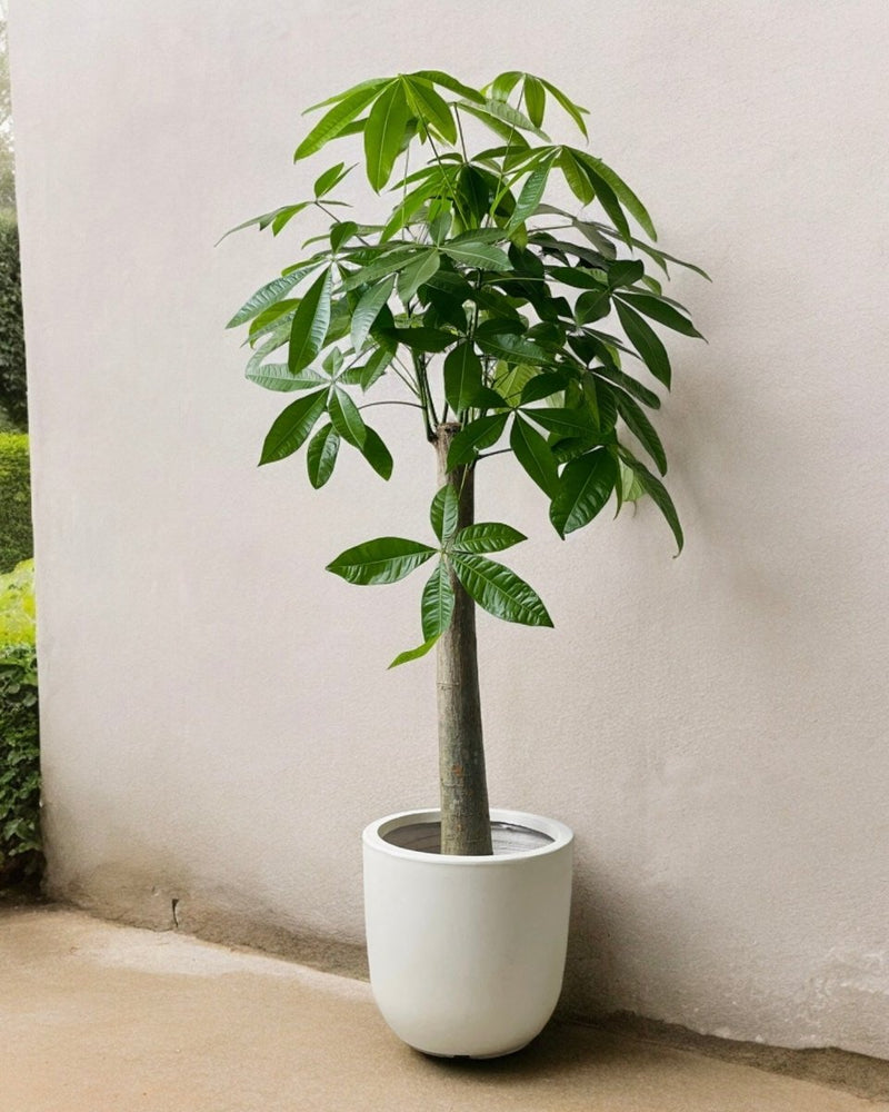 XL Zeni Planter - off - white - Pot - Tumbleweed Plants - Online Plant Delivery Singapore
