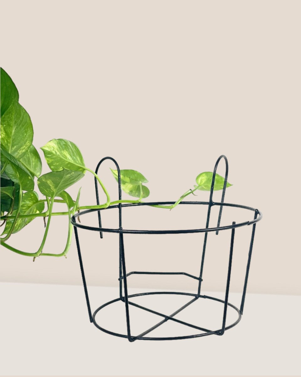 XLarge Hanging Rack - Pot - Tumbleweed Plants - Online Plant Delivery Singapore