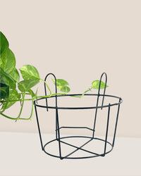 XLarge Hanging Rack - Pot - Tumbleweed Plants - Online Plant Delivery Singapore