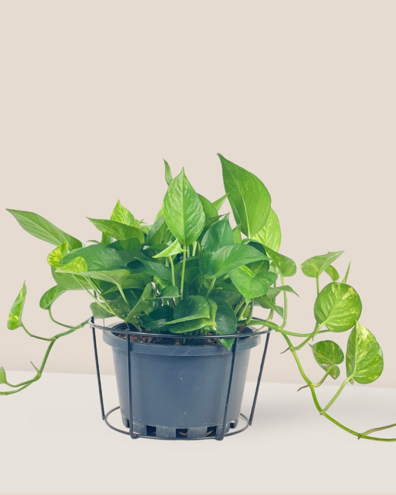 XLarge Hanging Rack - Pot - Tumbleweed Plants - Online Plant Delivery Singapore