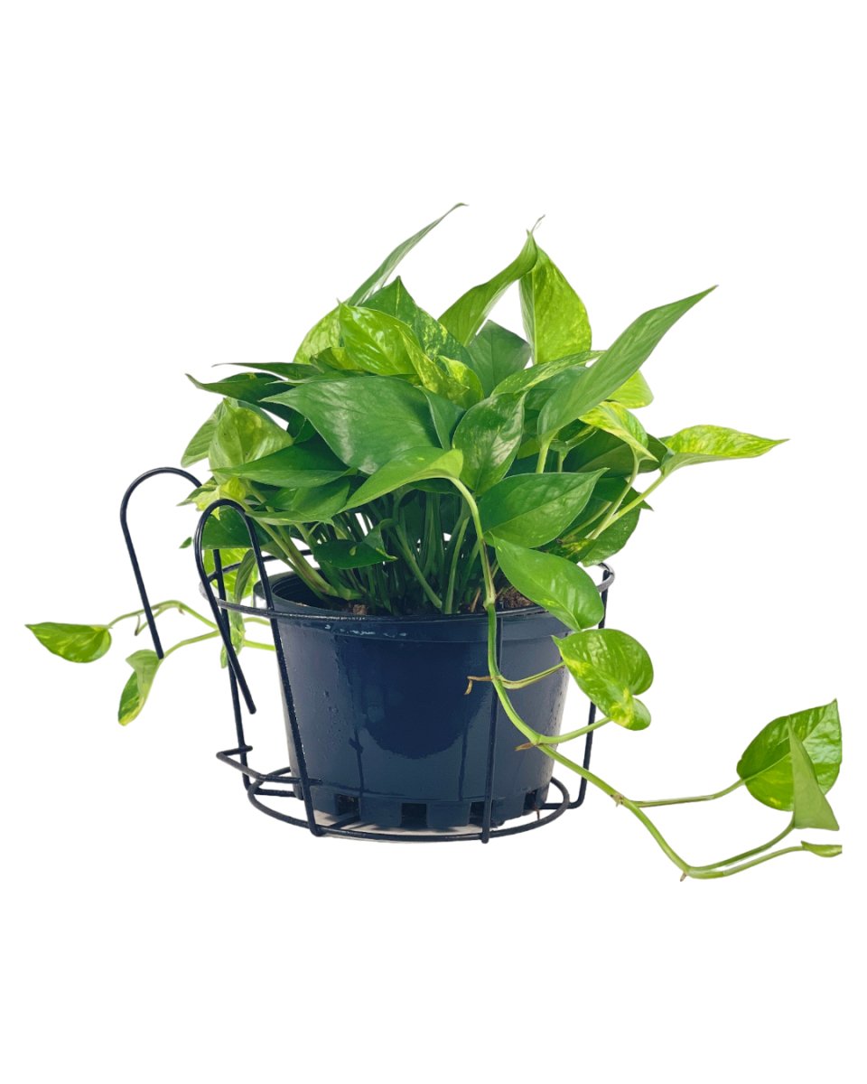 XLarge Hanging Rack - Pot - Tumbleweed Plants - Online Plant Delivery Singapore