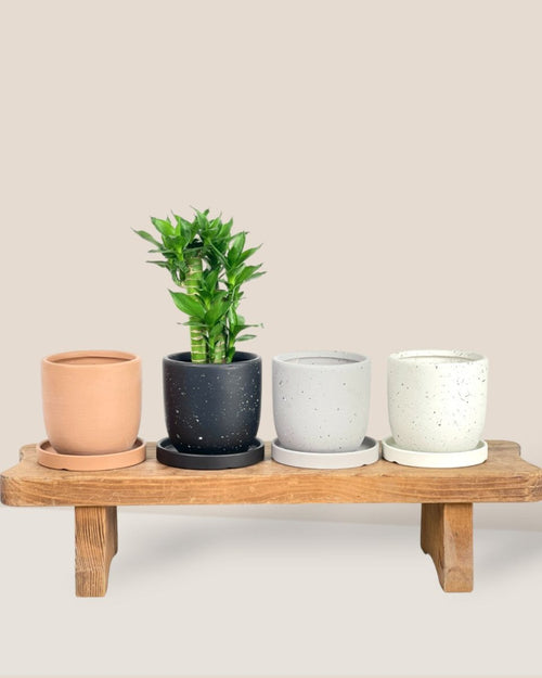 XS Eloise with Tray - black - Pot - Tumbleweed Plants - Online Plant Delivery Singapore