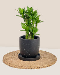 XS Eloise with Tray - black - Pot - Tumbleweed Plants - Online Plant Delivery Singapore