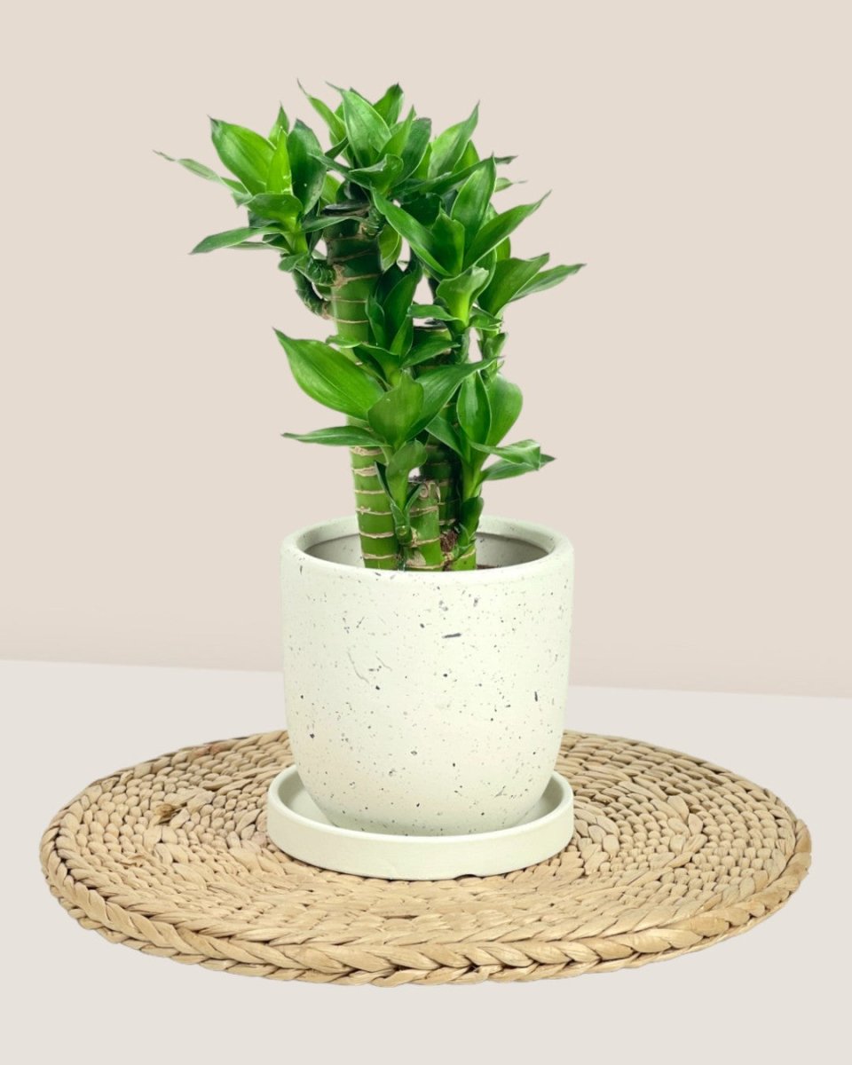 XS Eloise with Tray - brown - Pot - Tumbleweed Plants - Online Plant Delivery Singapore
