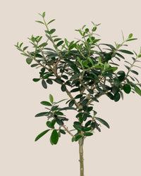 XS Olive Tree Topiary (Shodoshima Japan) - Potted plant - POTT - XSOL - GRW - 6635 - Tumbleweed Plants - Online Plant Delivery Singapore