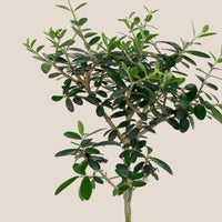 XS Olive Tree Topiary (Shodoshima Japan)