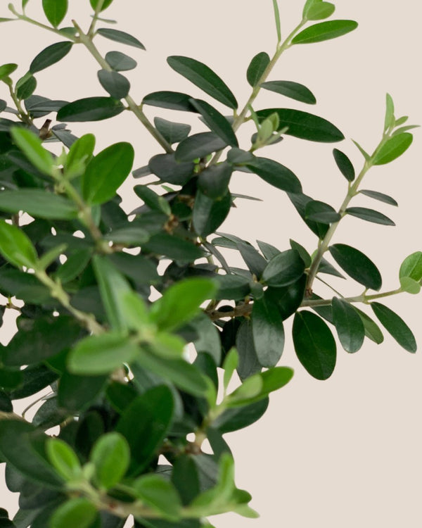 XS Olive Tree Topiary (Shodoshima Japan) - Potted plant - POTT - XSOL - GRW - 6635 - Tumbleweed Plants - Online Plant Delivery Singapore