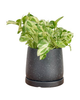 Tulip Pots - XS