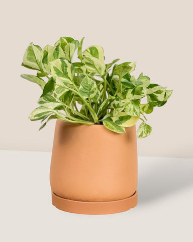 Tulip Pots - XS - brown terracotta