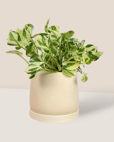 Tulip Pots - XS - cream terracotta