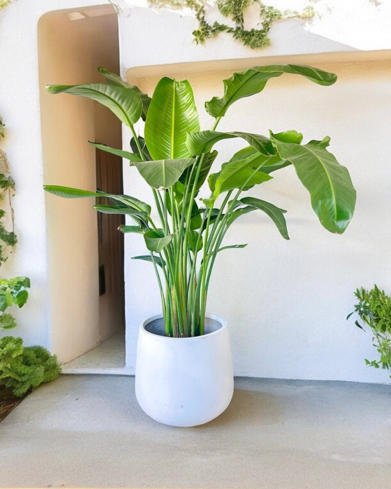 XXL Goblet Pot - grey - Pot - Tumbleweed Plants - Online Plant Delivery Singapore