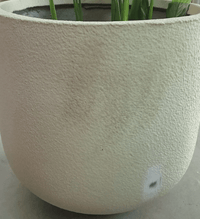 XXL Quinn Tulip - Pots - POTS - XXLQ - CRM - 6558 - Tumbleweed Plants - Online Plant Delivery Singapore