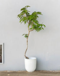 XXL Zeni Planter - White - Pot - Tumbleweed Plants - Online Plant Delivery Singapore