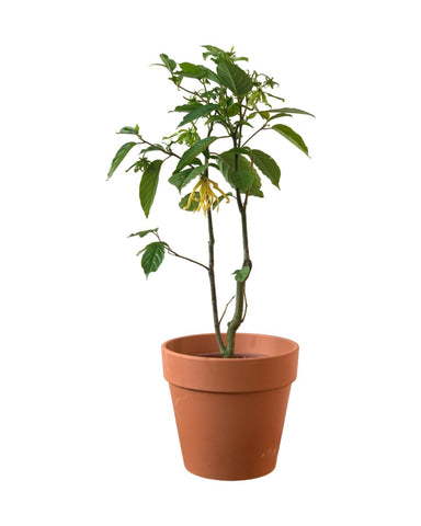 Ylang-ylang Plant