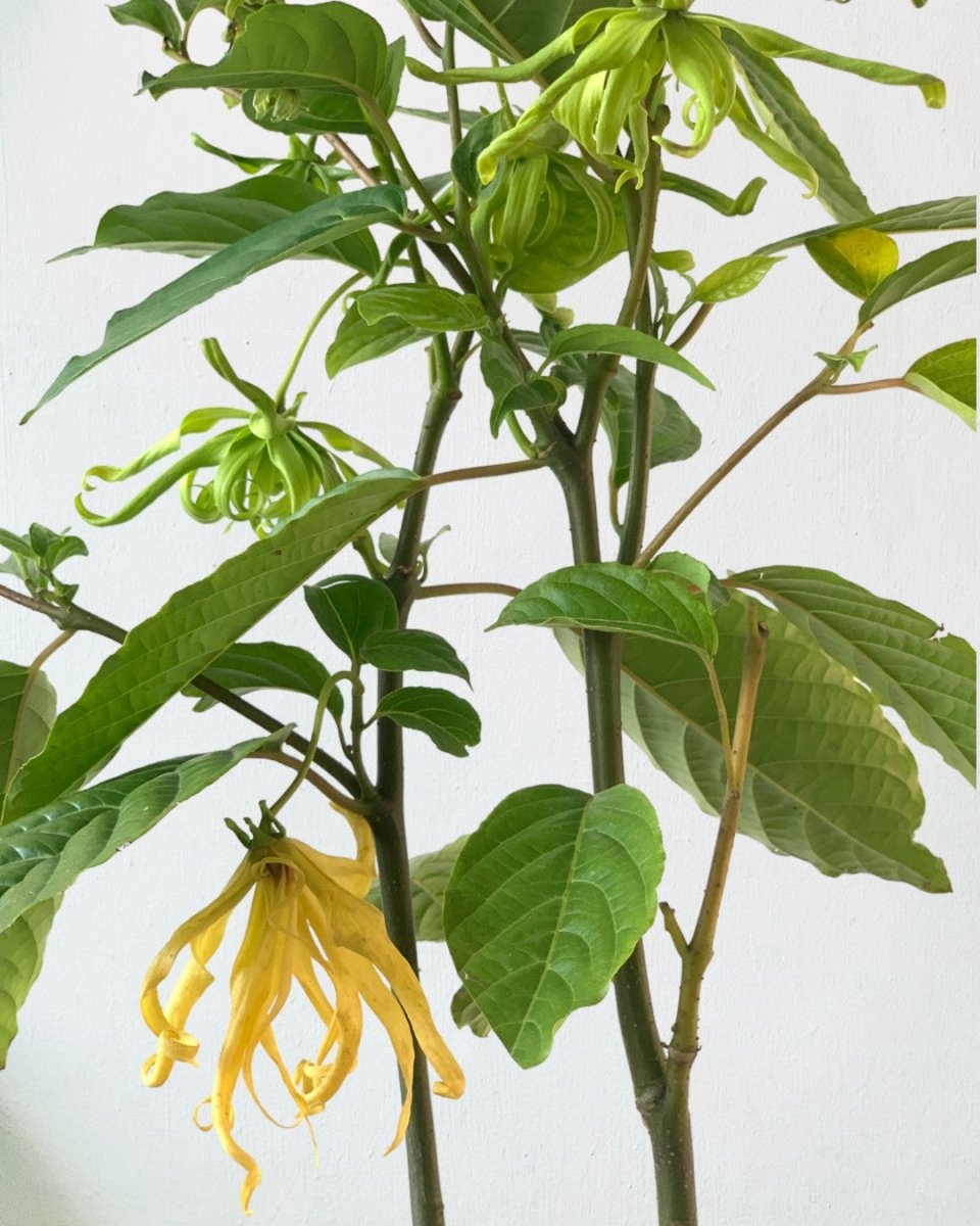 Ylang-ylang Plant - grow pot - Potted plant - Tumbleweed Plants - Online Plant Delivery Singapore