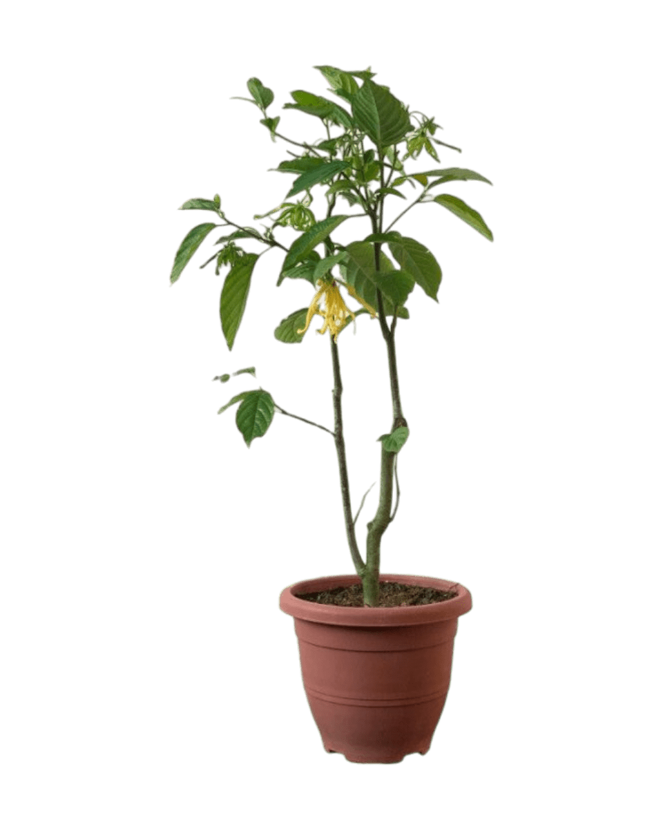 Ylang - ylang Plant - Potted plant - POTT - YLAN - GRW - 5754 - Tumbleweed Plants - Online Plant Delivery Singapore