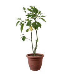 Ylang - ylang Plant - Potted plant - POTT - YLAN - GRW - 5754 - Tumbleweed Plants - Online Plant Delivery Singapore