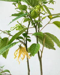 Ylang-ylang Plant - grow pot - Potted plant - Tumbleweed Plants - Online Plant Delivery Singapore