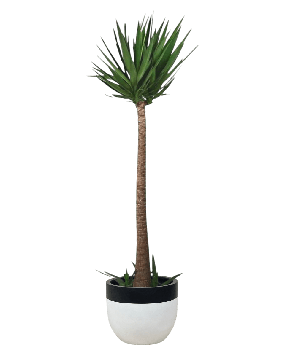 Yucca Cane - large resin planters - white/black - Potted plant - Tumbleweed Plants - Online Plant Delivery Singapore