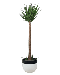 Yucca Cane - large resin planters - white/black - Potted plant - Tumbleweed Plants - Online Plant Delivery Singapore