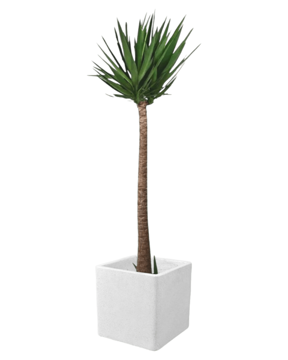 Yucca Cane - large terrazzo cube - Potted plant - Tumbleweed Plants - Online Plant Delivery Singapore