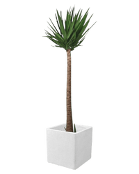 Yucca Cane - large terrazzo cube - Potted plant - Tumbleweed Plants - Online Plant Delivery Singapore