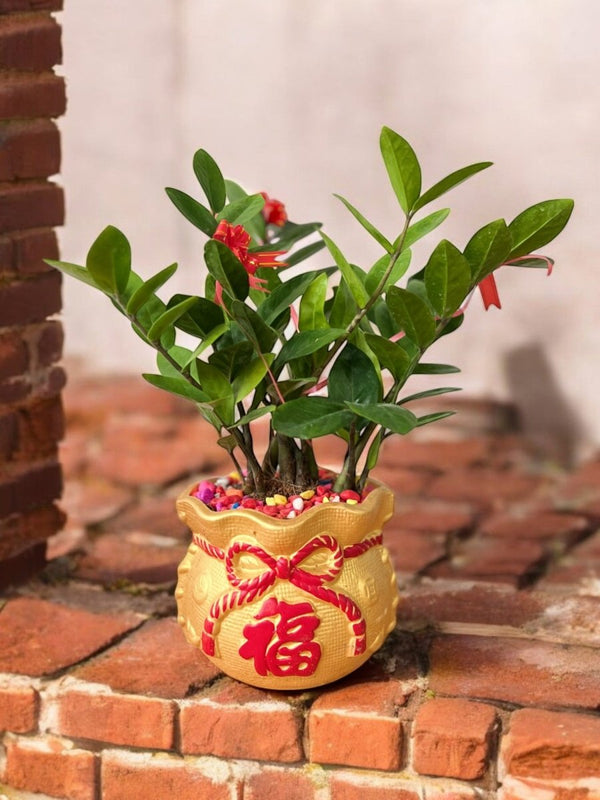 Zamio Fu Bag Arrangement - Plant Arrangement - PLAN - ZAMI - 6693 - Tumbleweed Plants - Online Plant Delivery Singapore