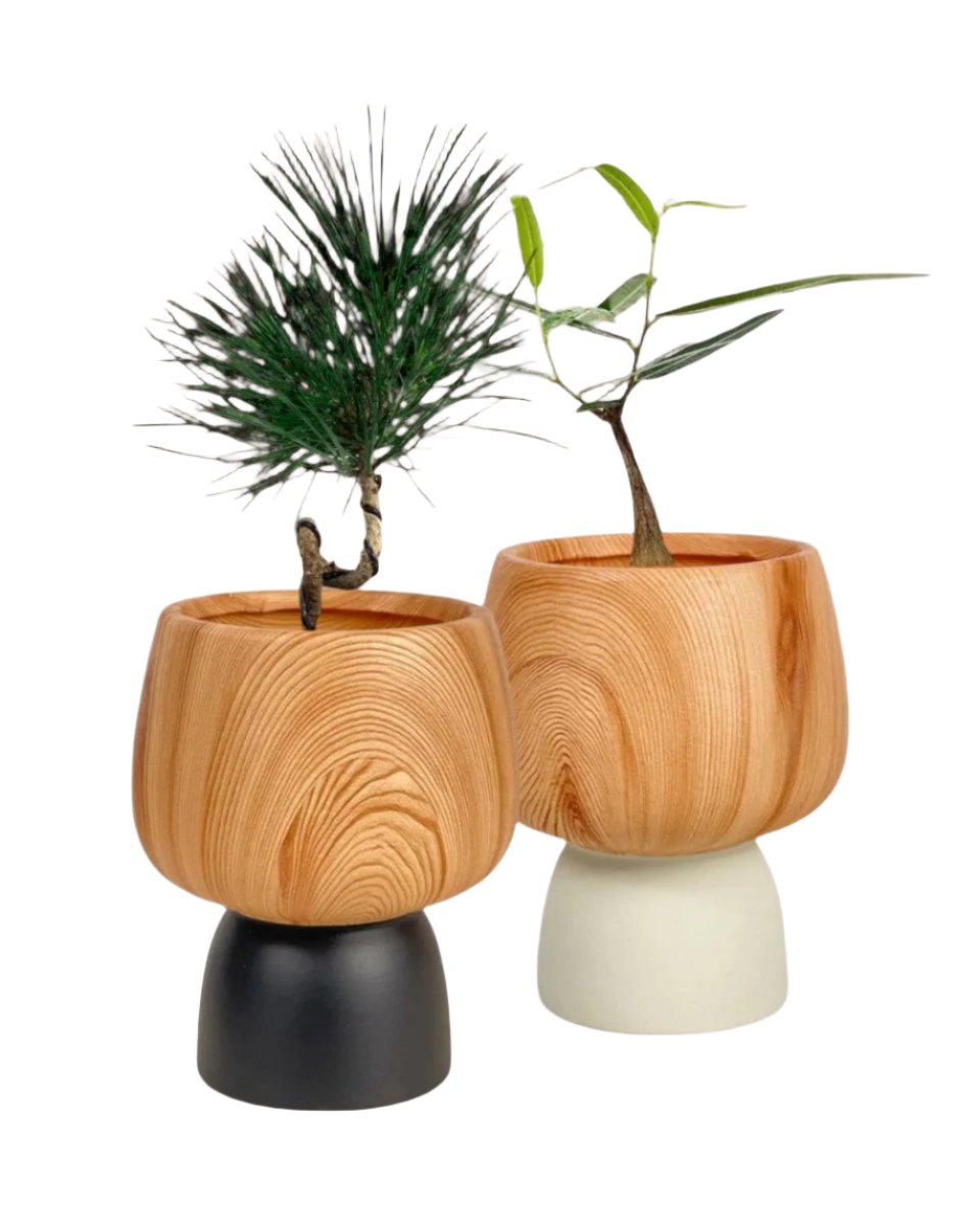 terracotta wooden pots (no repotting)