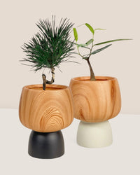 Zen Desk Duo - terracotta wooden pots (no repotting) - Potted plant - Tumbleweed Plants - Online Plant Delivery Singapore