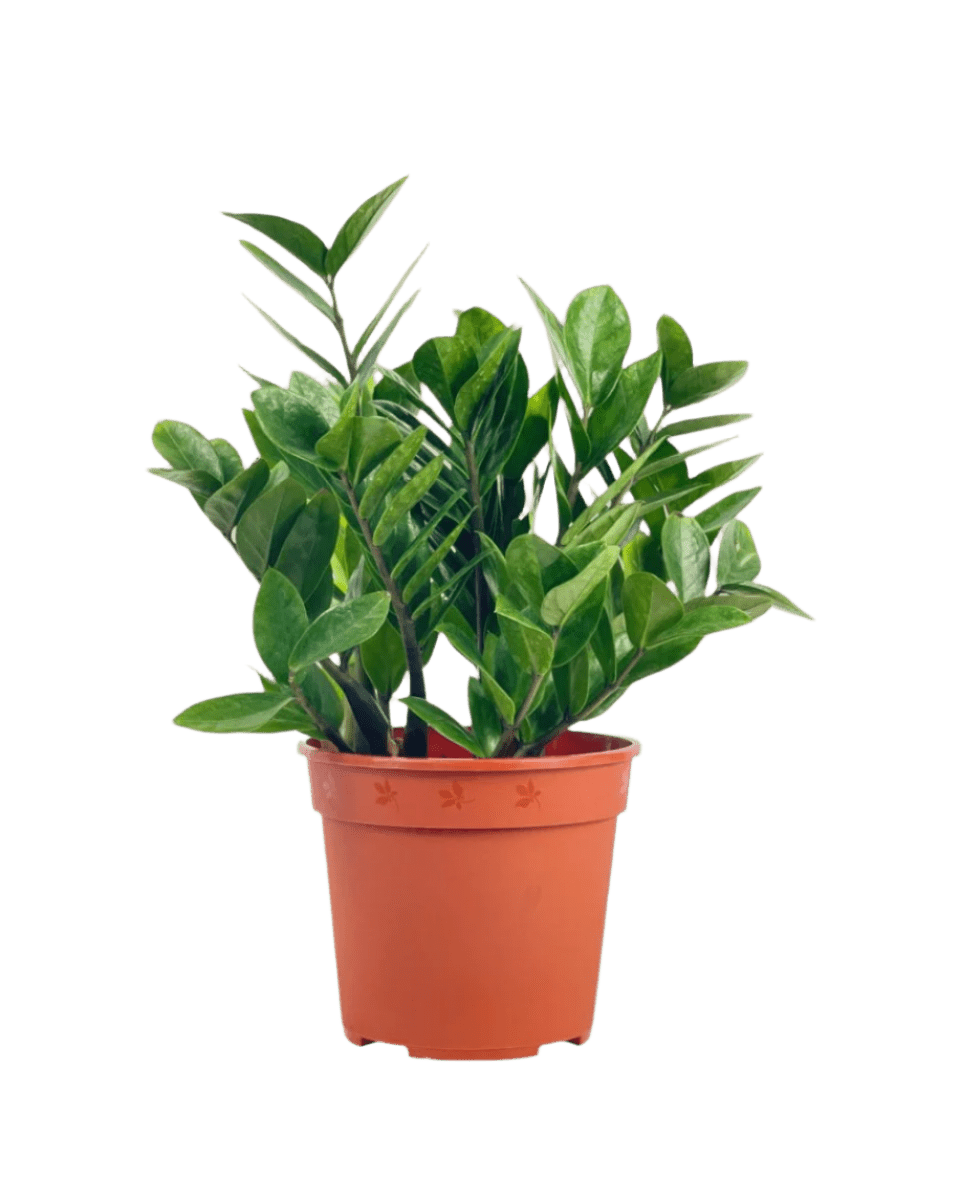 ZZ Plant - Small - Potted plant - POTT - ZZPL - GRW - 6660 - Tumbleweed Plants - Online Plant Delivery Singapore