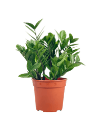 ZZ Plant - Small - Potted plant - POTT - ZZPL - GRW - 6660 - Tumbleweed Plants - Online Plant Delivery Singapore