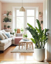 ZZ Plant - XL - Potted plant - POTT - EXTR - GRW - 5714 - Tumbleweed Plants - Online Plant Delivery Singapore