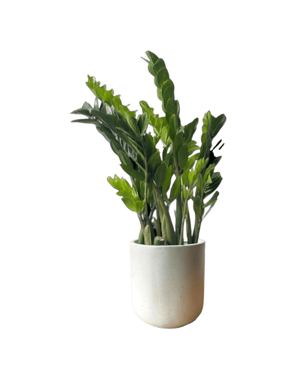 ZZ Plant - XL - Potted plant - POTT - EXTR - GRW - 5714 - Tumbleweed Plants - Online Plant Delivery Singapore