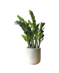 ZZ Plant - XL - Potted plant - POTT - EXTR - GRW - 5714 - Tumbleweed Plants - Online Plant Delivery Singapore