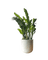ZZ Plant - XL