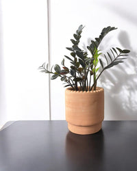 Zz Raven (Medium) - Potted plant - POTT - MEDI - GRW - 5713 - Tumbleweed Plants - Online Plant Delivery Singapore