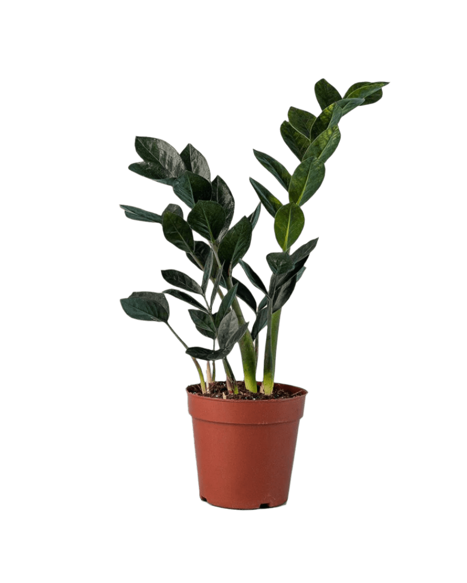 Zz Raven (Small) - grow pot - Potted plant - Tumbleweed Plants - Online Plant Delivery Singapore