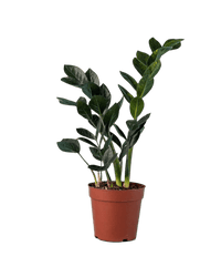 Zz Raven (Small) - grow pot - Potted plant - Tumbleweed Plants - Online Plant Delivery Singapore