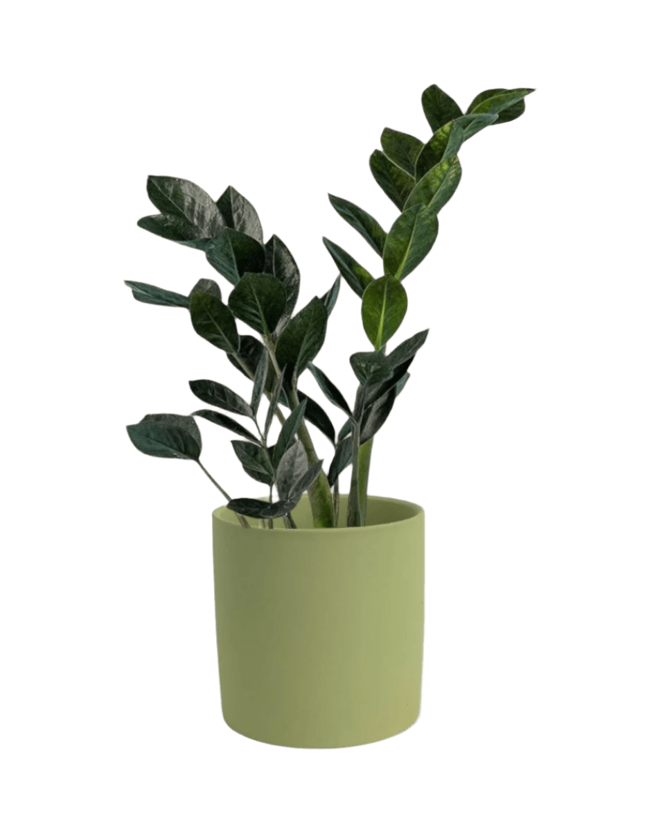 Zz Raven (Small) - grow pot - Potted plant - Tumbleweed Plants - Online Plant Delivery Singapore