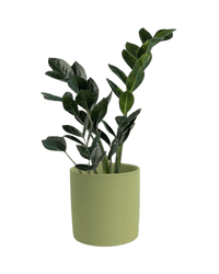 Zz Raven (Small) - grow pot - Potted plant - Tumbleweed Plants - Online Plant Delivery Singapore