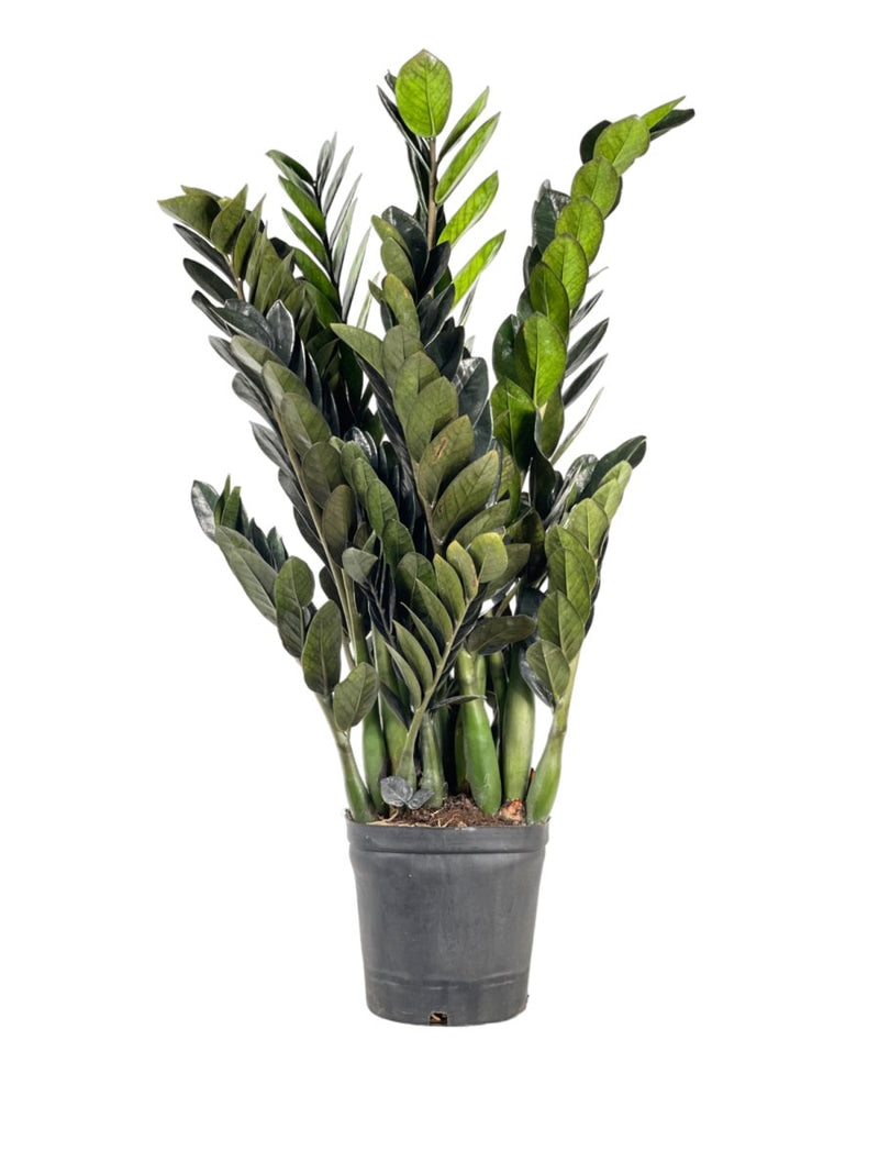 ZZ Supernova - grow pot - Potted plant - Tumbleweed Plants - Online Plant Delivery Singapore