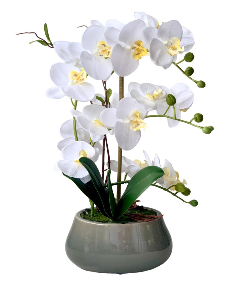 Abundance Royal Phalaenopsis - White - Gifting plant - Tumbleweed Plants - Online Plant Delivery Singapore