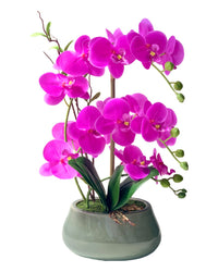 Abundance Royal Phalaenopsis - White - Gifting plant - Tumbleweed Plants - Online Plant Delivery Singapore